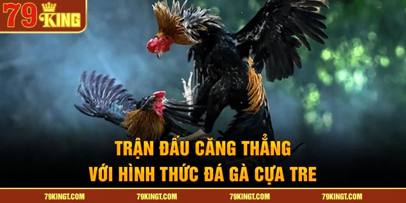 Trận đấu căng thẳng với hình thức đá gà cựa tre